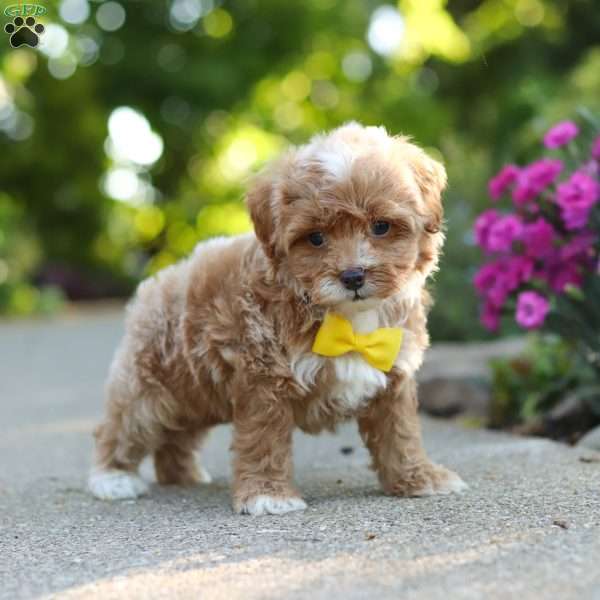 Brady, Cavapoo Puppy